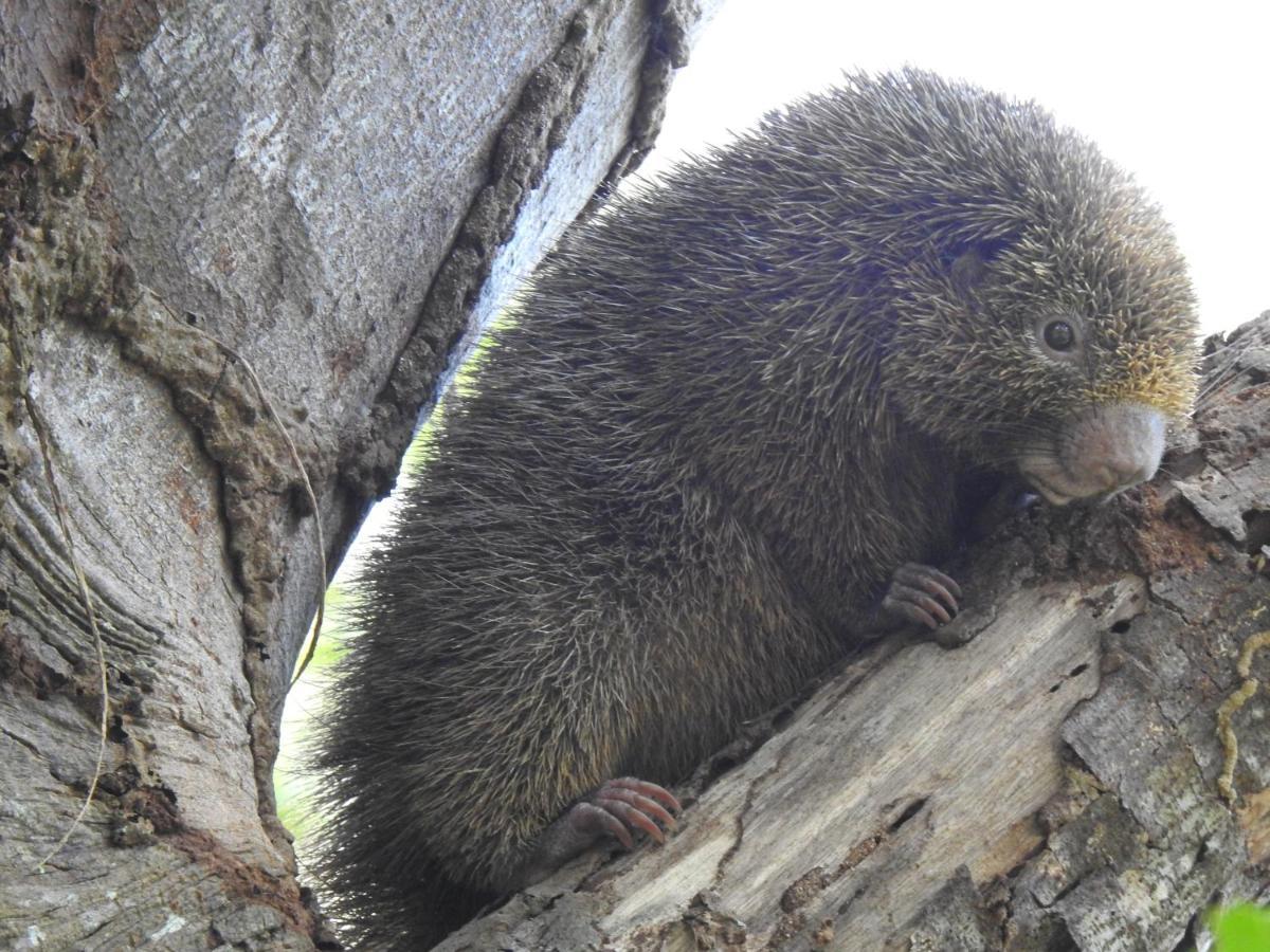 Arua Observacao De Vida Silvestre Praia do Forte Eksteriør bilde