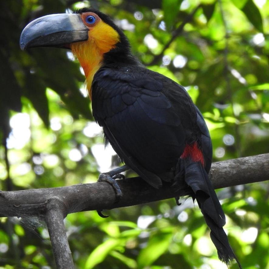 Arua Observacao De Vida Silvestre Praia do Forte Eksteriør bilde